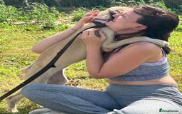 Mixed Breed dogs for adoption: Astra - Norwich Norfolk  - Image 8