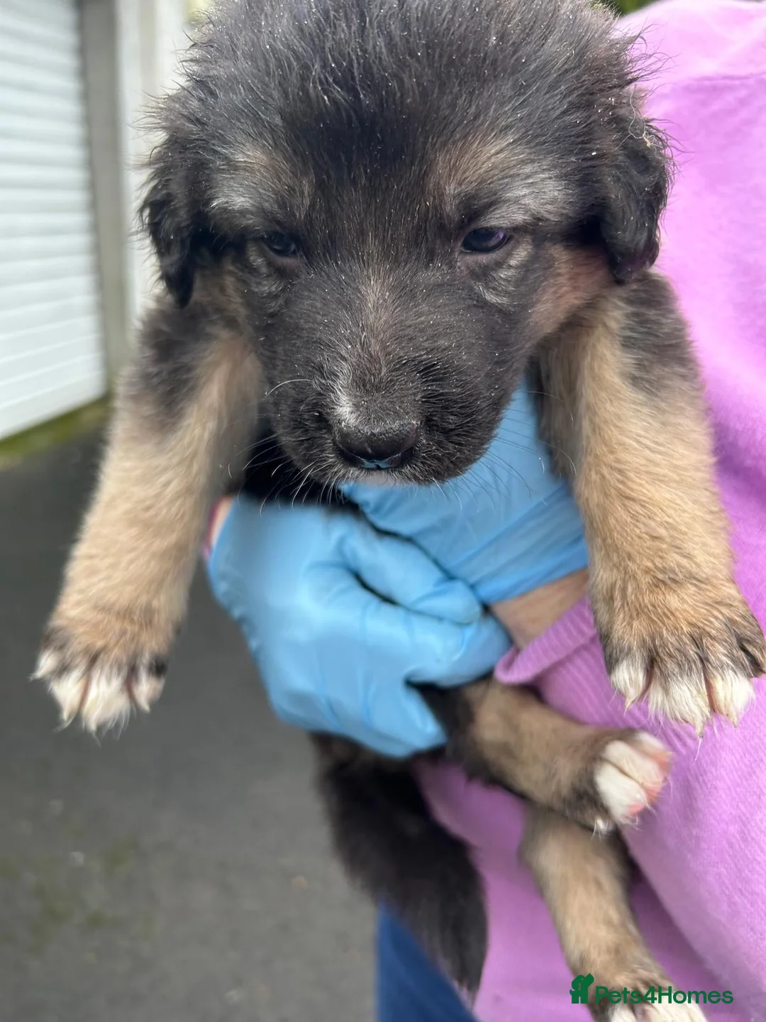 Mixed Breed dogs for sale: Shollie Pups(German Shepherd x Collie) - Advert 6