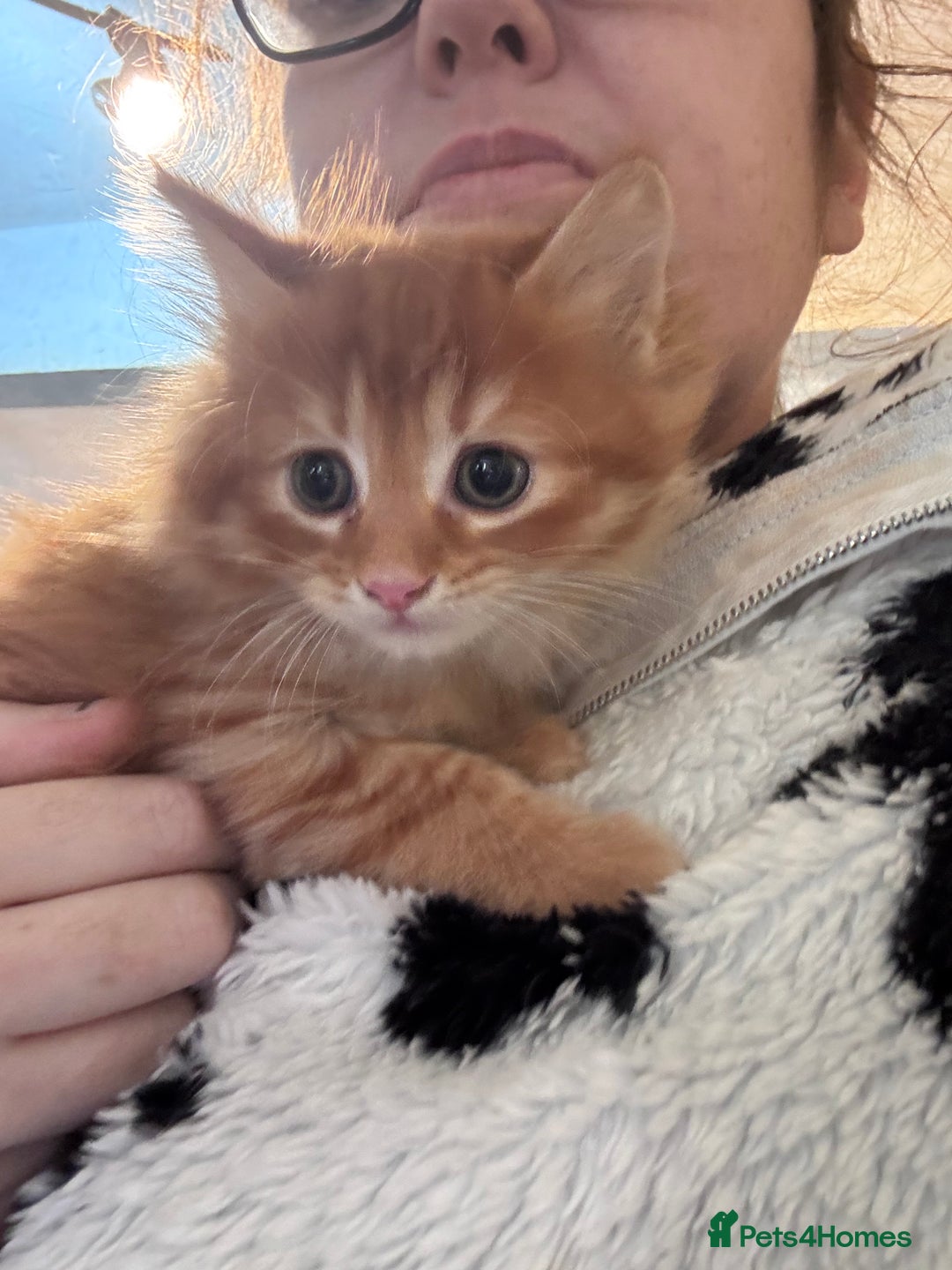 British Longhair cats for sale: Fluffy ginger & black and white kittens - Image 1