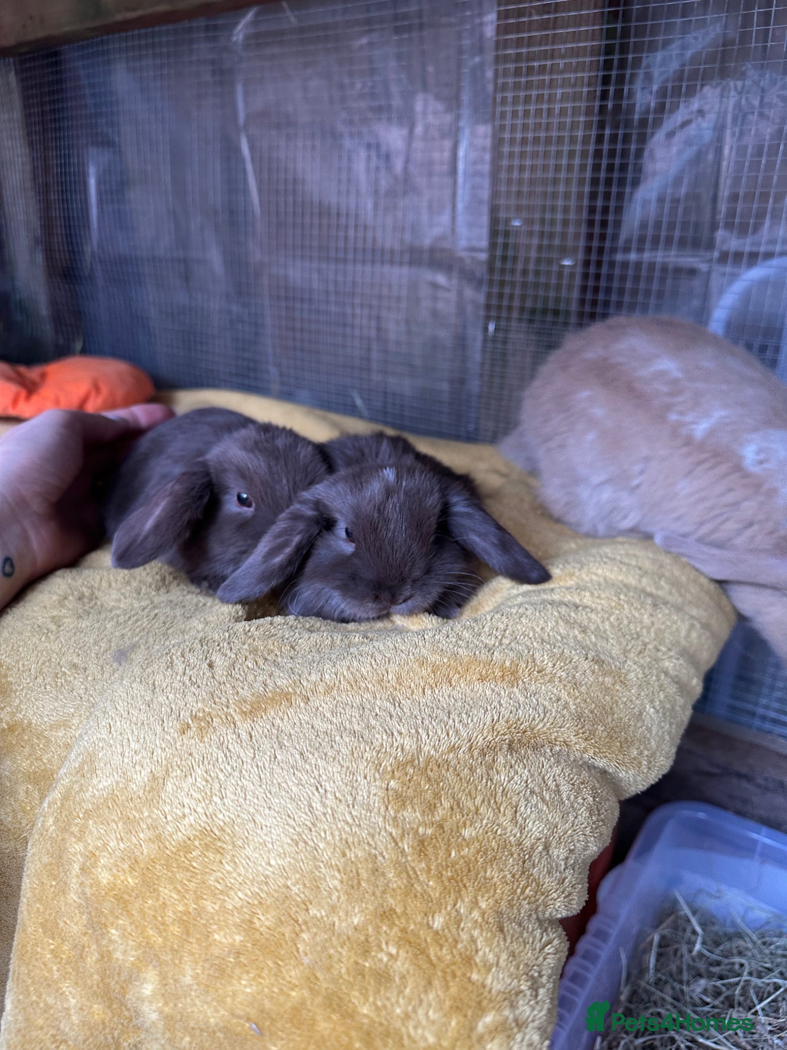 Mini Lop rabbits Beautiful Chocolate Mini Lops  - Advert 17