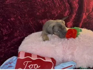 Cane Corso dogs ICF/ICCF Champion 6th GENERATION Cane Corso pups - Advert 6