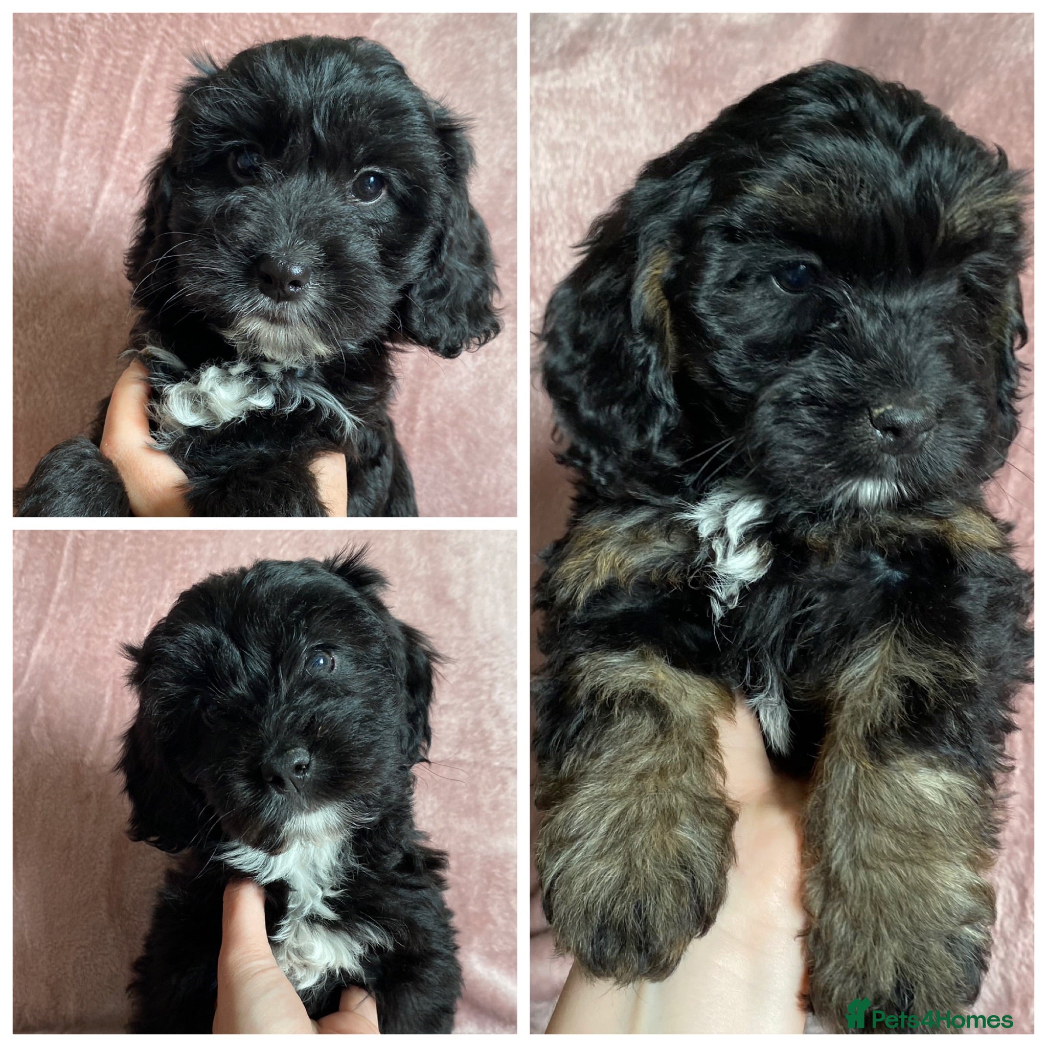 Cockapoo dogs Ready to leave F1 Cockapoo puppies *health tested* - Advert 5