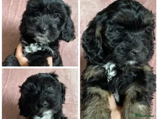 Cockapoo dogs Ready to leave F1 Cockapoo puppies *health tested* - Advert 5