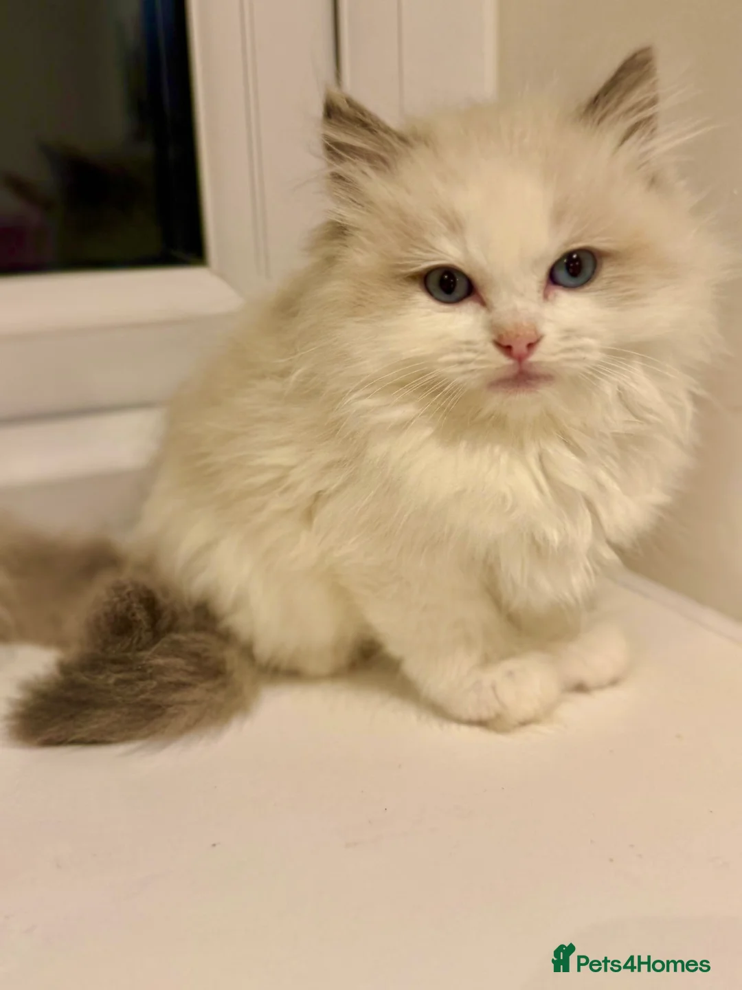 Ragdoll cats for sale: Beautiful Ragdoll Kittens  - Advert 15