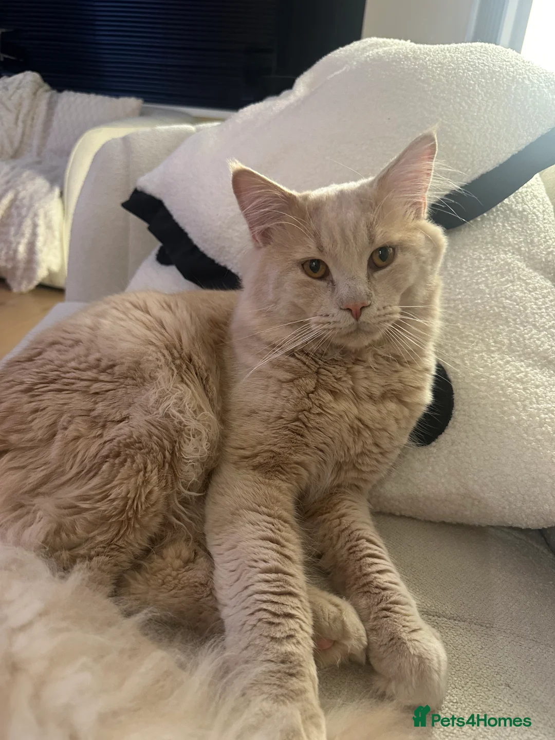 Mixed Breed cats for sale: British Short Hair x Maine Coone in Stoke-on-Trent - Advert 3