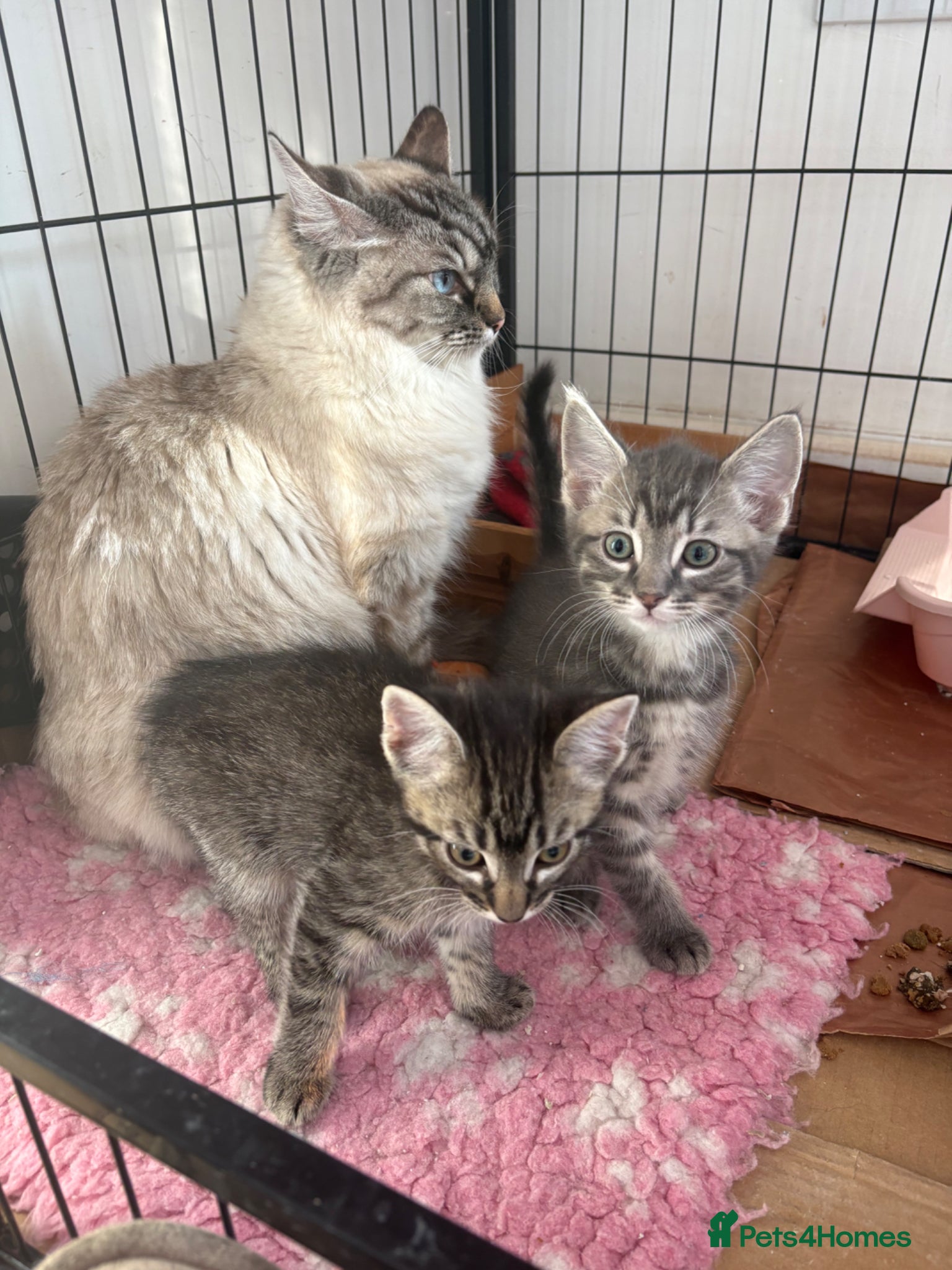 Maine Coon cats for sale: Maine coon x ragdoll - Advert 1