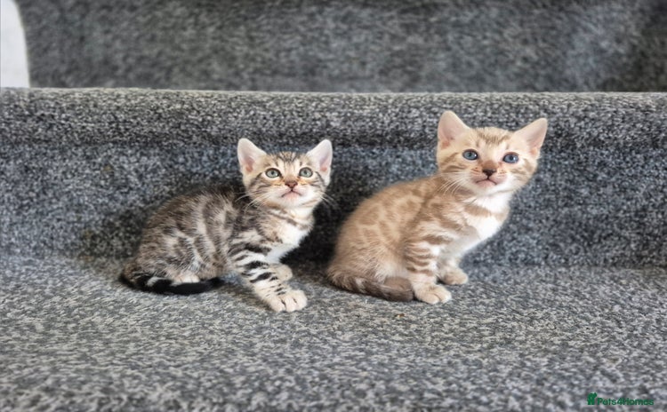 Bengal cats - Advert 5