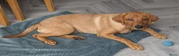 Labrador Retriever dogs for sale: Beautiful 5 month Labrador Puppy for Loving Home in Brentwood - Advert 7