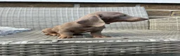 Miniature Dachshund dogs for sale: Last Females Miniature dachsunds - Advert 10