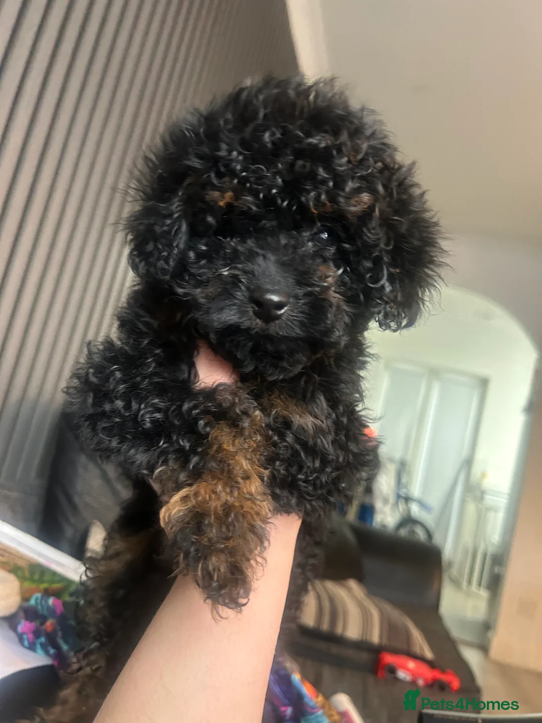 Poochon dogs for sale: poochon  - Advert 1