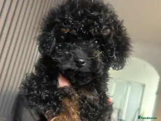 Poochon dogs poochon - Advert 4