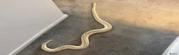 Python Snake reptiles for sale: Make royal python  in Newcastle upon Tyne - Advert 8