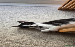 Mixed Breed cats for sale:  Blue eyes Flower pattern mark unique kitten  - Image 20