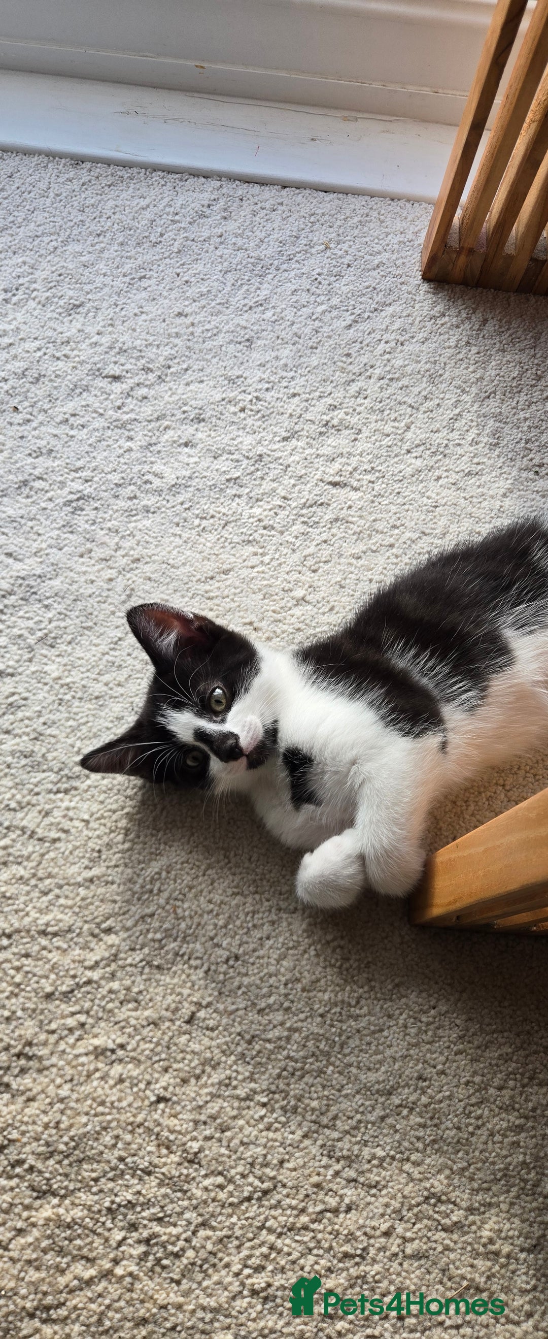 Mixed Breed cats for sale:  Blue eyes Flower pattern mark unique kitten  - Image 20