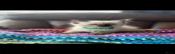 Ragdoll cats for sale: Beautiful ragdoll kittens  - Advert 15