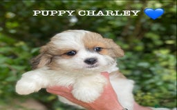 Shih Tzu dogs for sale: 🌟OUTSTANDING MALSHIPOO LITTER🌟Ready from 4/10/25 - Image 4