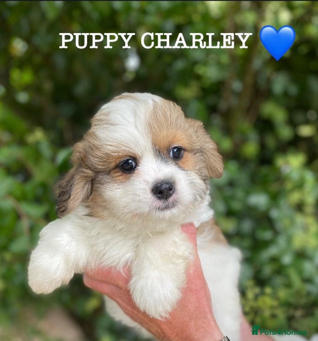 Shih Tzu dogs for sale: 🌟OUTSTANDING MALSHIPOO LITTER🌟Ready from 4/10/25 - Image 4