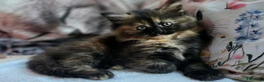 Maine Coon 2