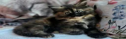 Maine Coon cats for sale: Maine Coon Kittens  in Bridgwater - Advert 6