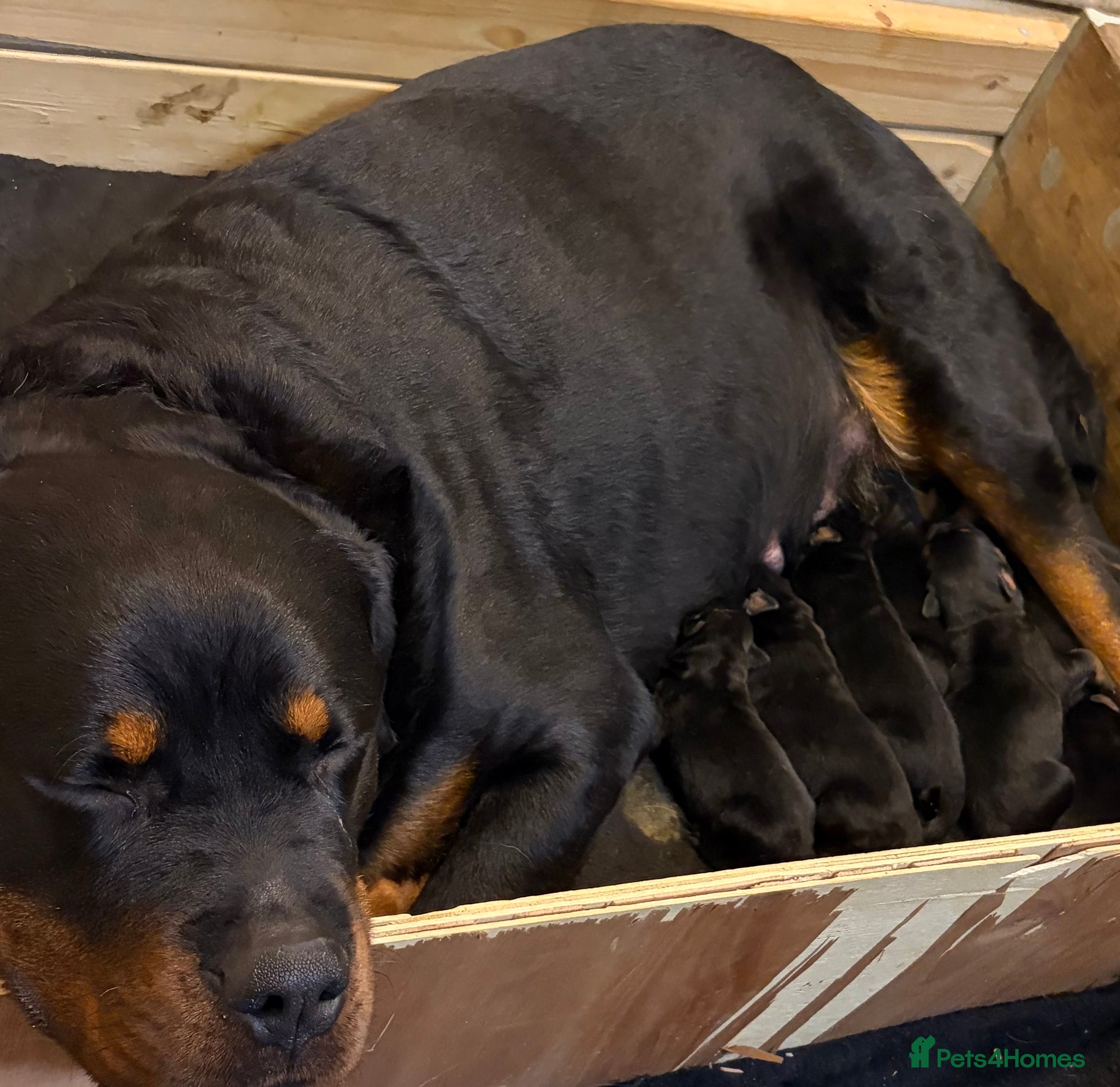 Rottweiler dogs Rottweiler Puppies for sale - Advert 15