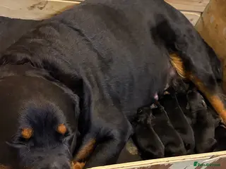 Rottweiler dogs Rottweiler Puppies for sale - Advert 6