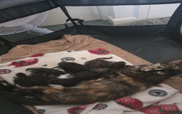 Mixed Breed cats for sale: Mixed breed kittens  - Image 6