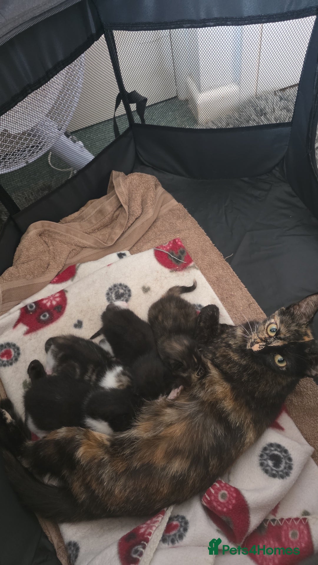Mixed Breed cats for sale: Mixed breed kittens  - Image 6