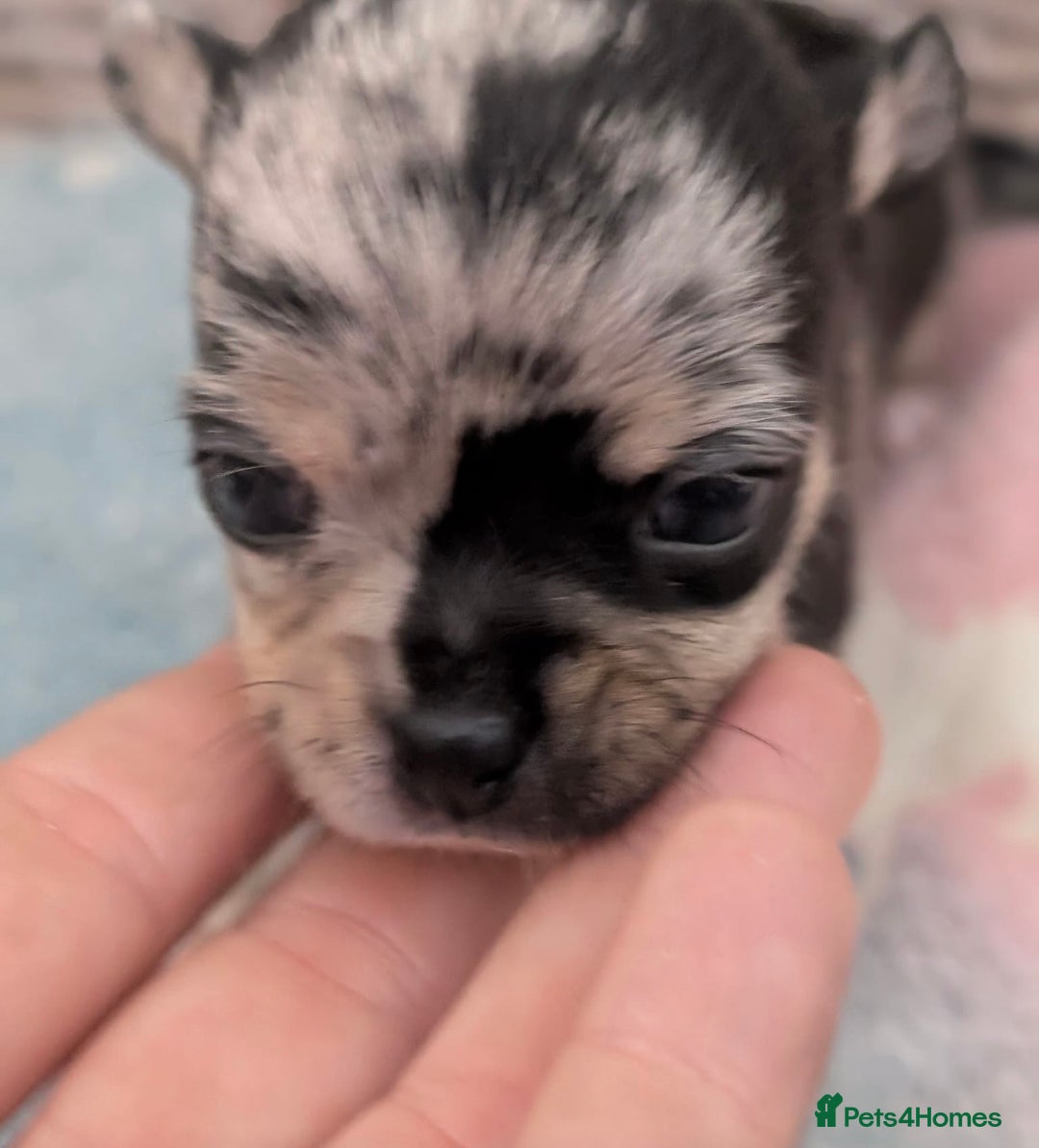 Chihuahua dogs for sale: Beautiful Merle Chihuahua Puppies 🐶  - Advert 24
