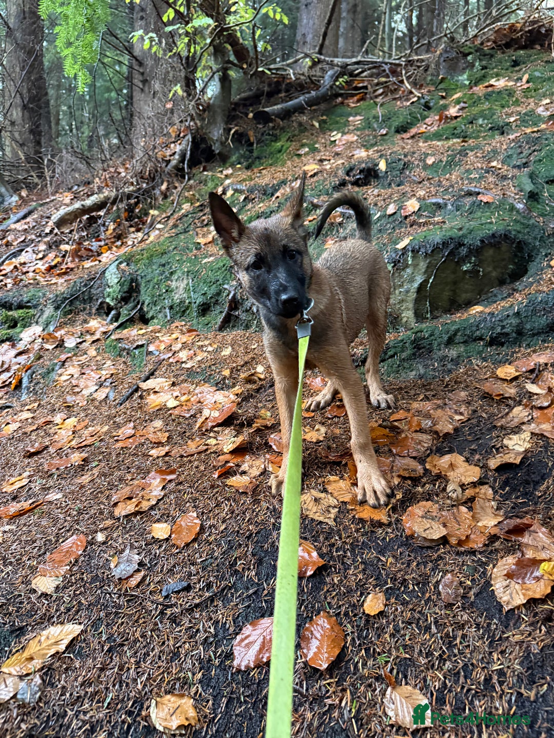 Belgian Shepherd Dog dogs for sale: Vex, 4 Month Old Belgian Malinois Female Available - Advert 4