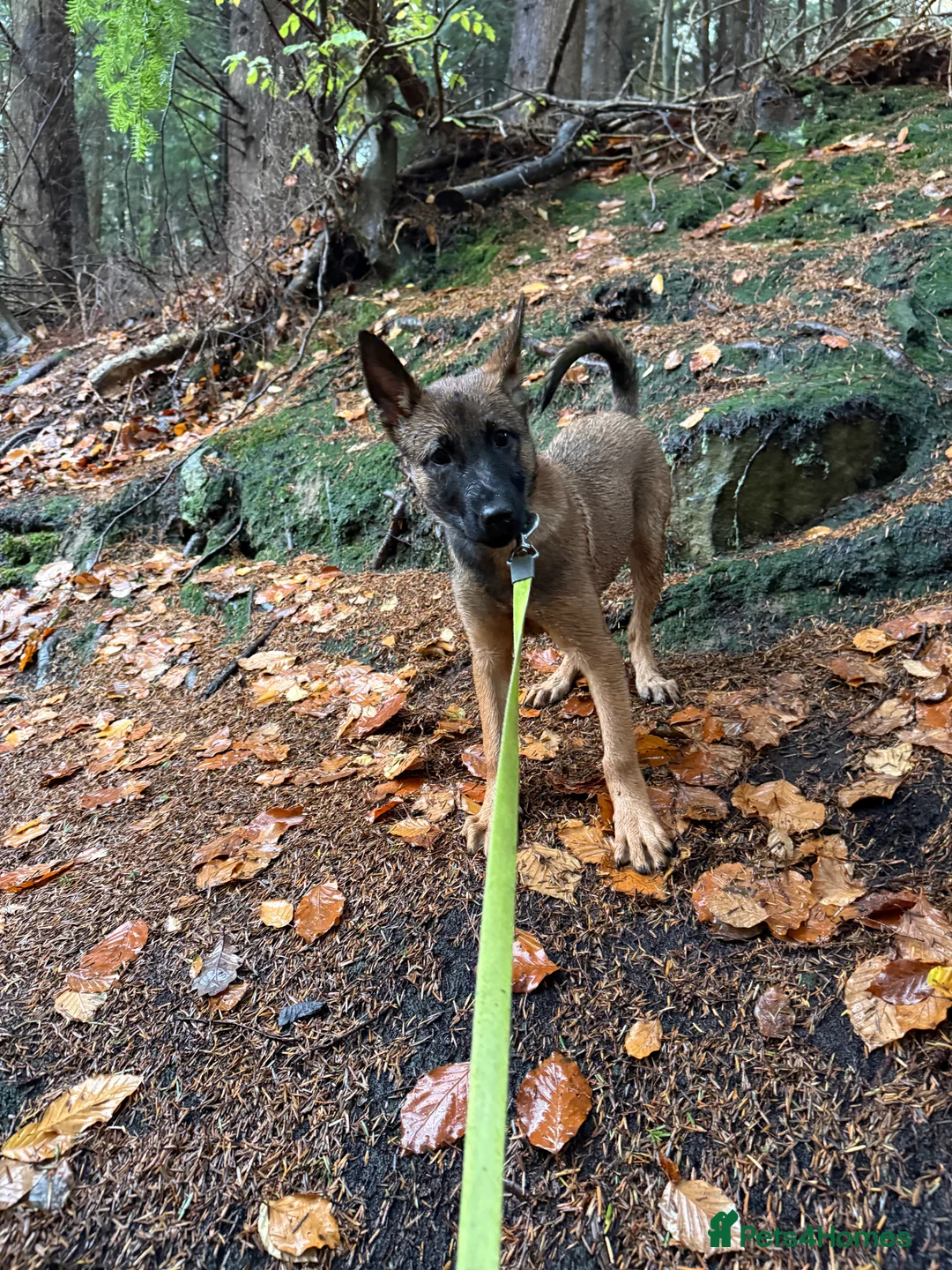 Belgian Shepherd Dog dogs for sale: Vex, 4 Month Old Belgian Malinois Female Available - Advert 4