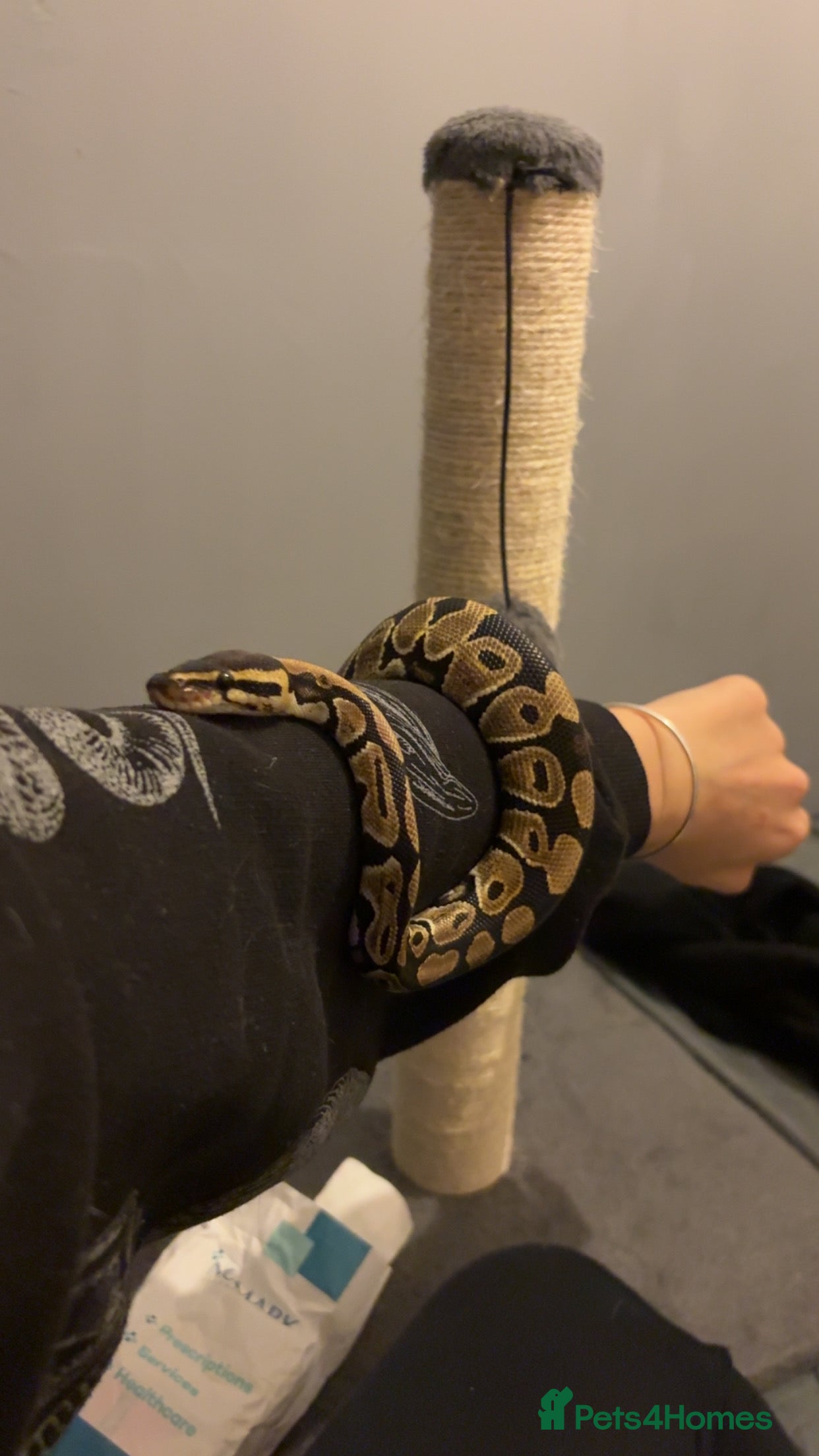 Python Snake reptiles Ball python with full set up - Advert 1