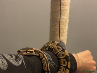 Python Snake reptiles Ball python with full set up - Advert 1