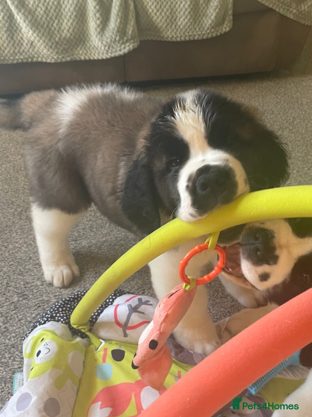 Saint Bernard dogs for sale: Stunning Female Saint Bernard puppy Kc reg - Image 3
