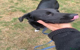 Mixed Breed dogs for adoption: Meet DIESEL, a smart Boy for the Right Loving Home - Advert 7