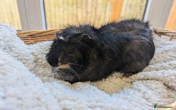 Guinea Pig rodents for sale: Gorgeous male guinea pig - Image 3