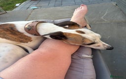 Whippet dogs for sale: K.c2 year old male whippet kennel club registered  - Image 15