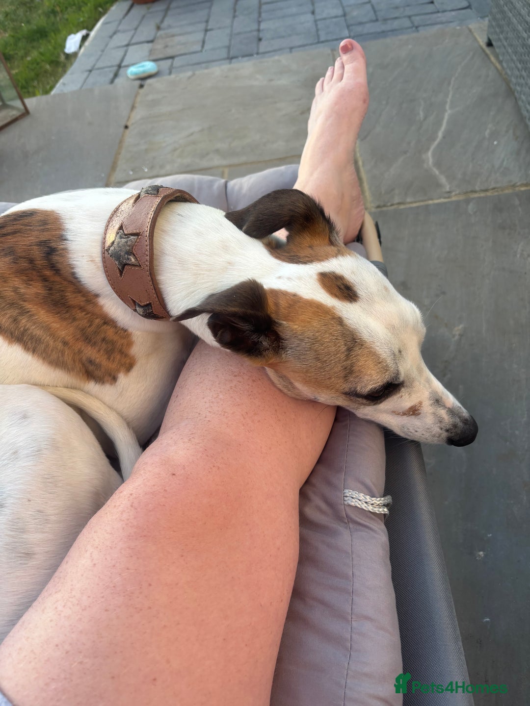 Whippet dogs for sale: K.c2 year old male whippet kennel club registered  - Image 15