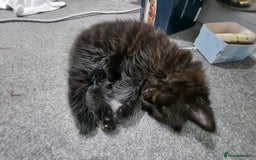 Turkish Angora cats for sale: Beautiful Fluffy Kittens Looking for Loving Homes - Image 36