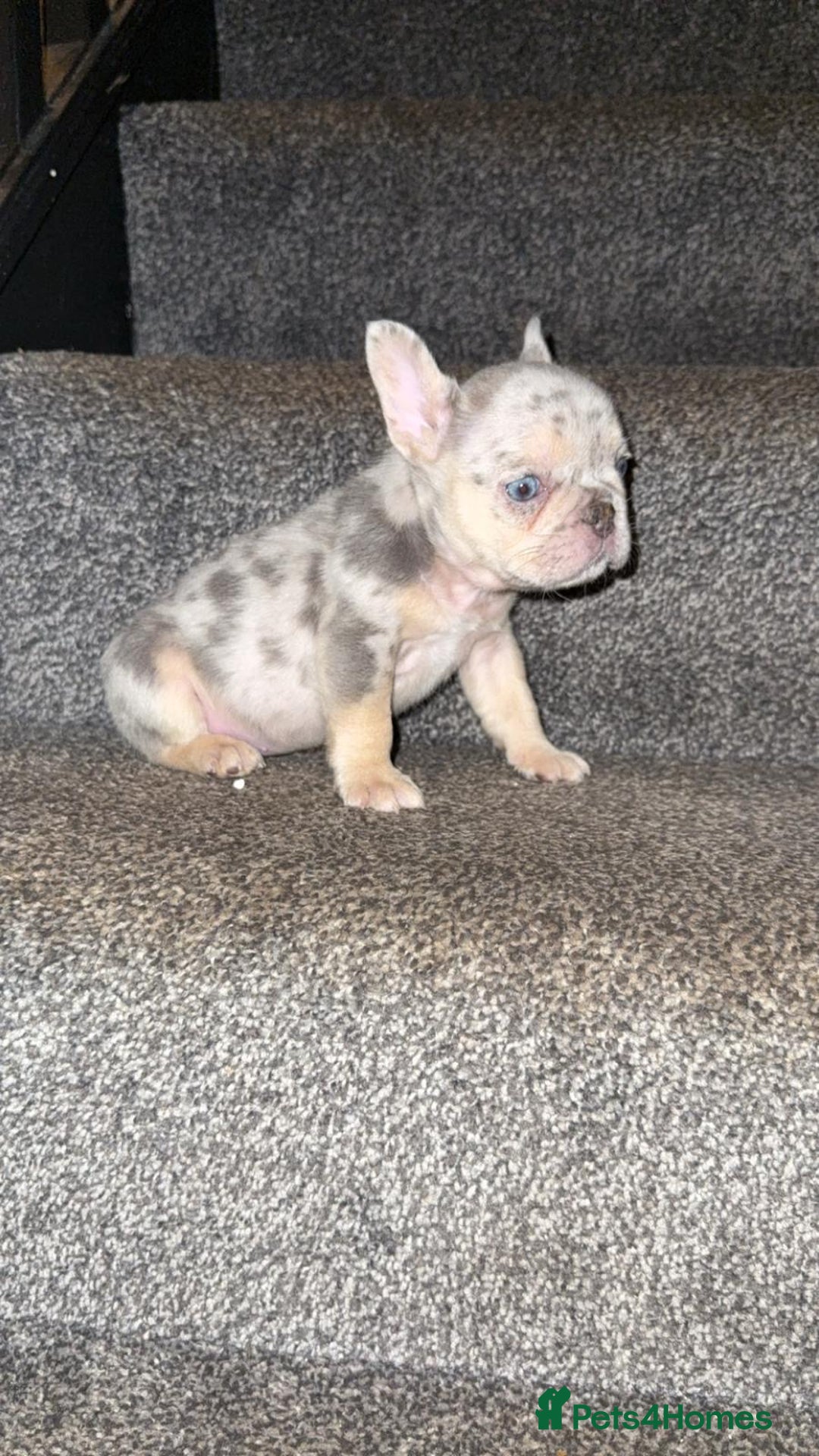French Bulldog dogs for sale: Fluffy Carrier Girl - Advert 9
