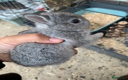 Netherland Dwarf rabbits for sale: Gorgeous Netherland Dwarf Rabbits - Ready in Sept - Image 20