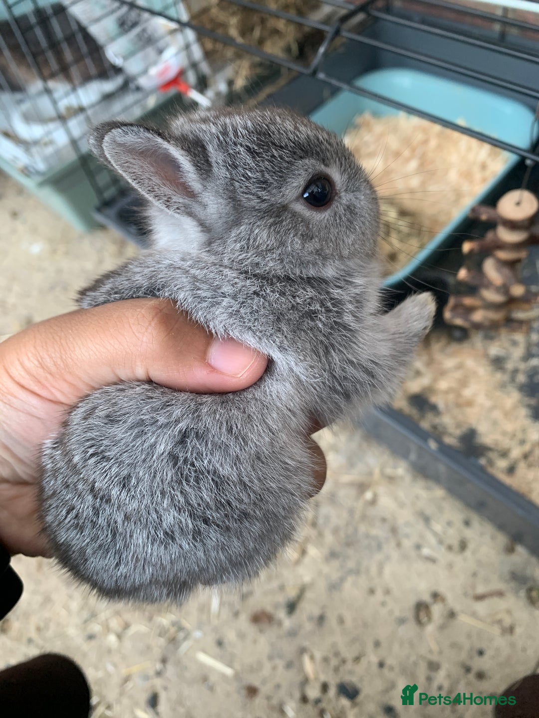 Netherland Dwarf rabbits for sale: Gorgeous Netherland Dwarf Rabbits - Ready in Sept - Image 20