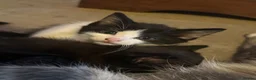 Mixed Breed cats for sale: 2 femles left read description x - Advert 6