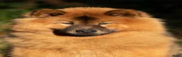 Eurasier dogs for sale: Gorgeous Eurasier Puppies - Advert 5