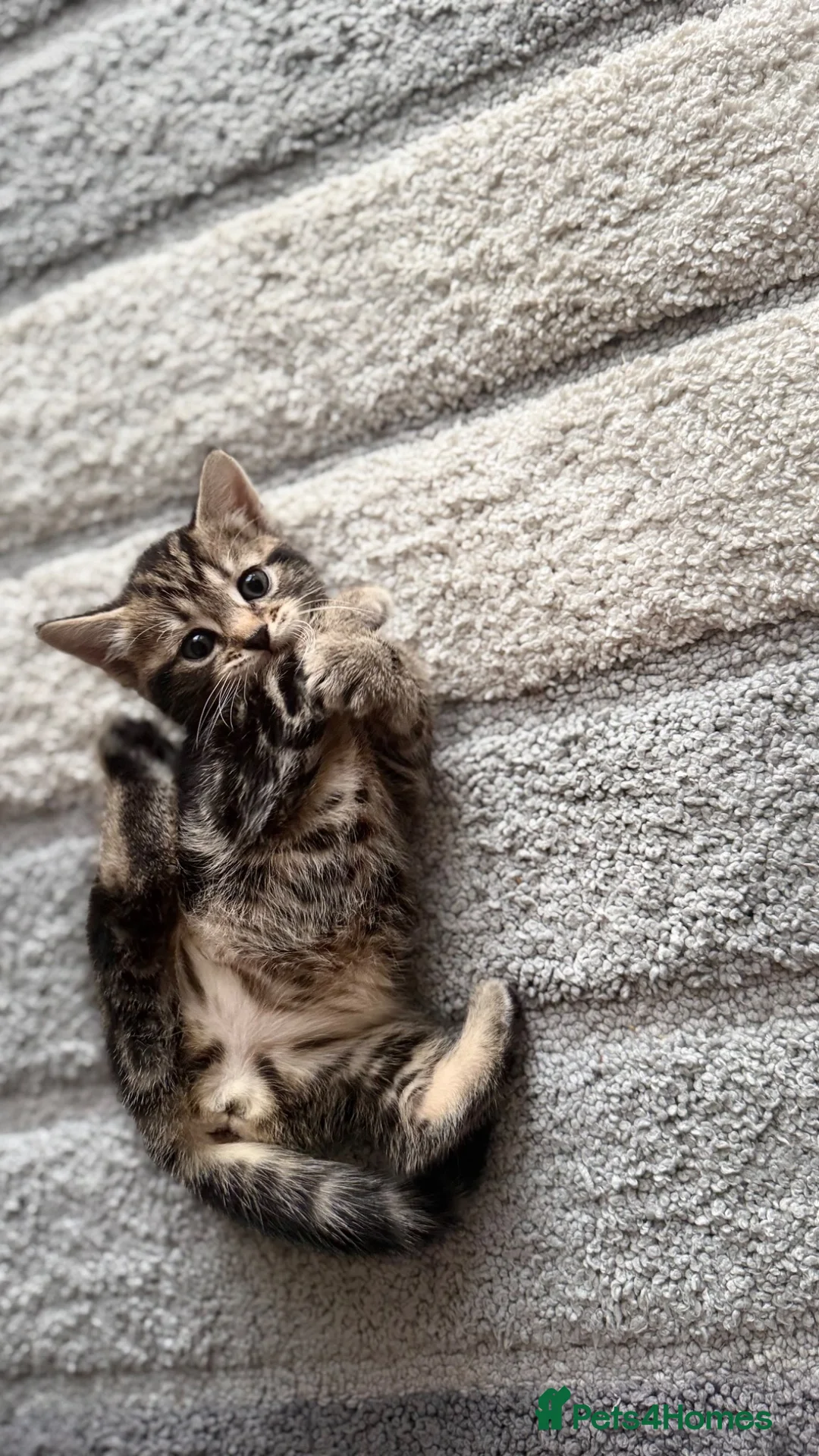 Mixed Breed cats for sale: Kittens - Advert 9