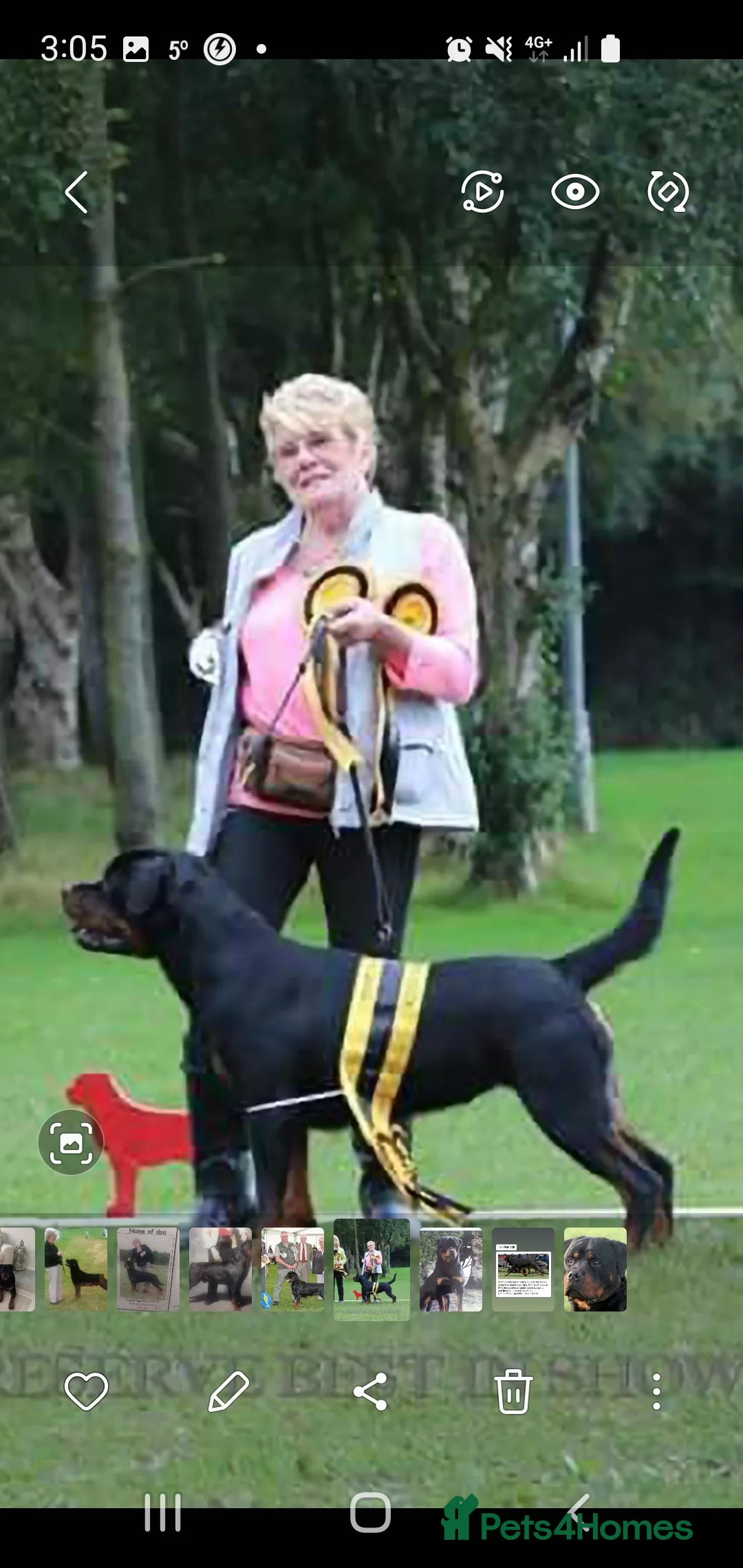 Rottweiler dogs for sale: Champion Darkarmar Selene ww23 in Glossop - Advert 2