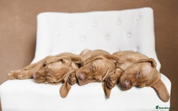 Hungarian Vizsla dogs for sale: Exceptional KC registered Hungarian Vizsla Litter - Image 23