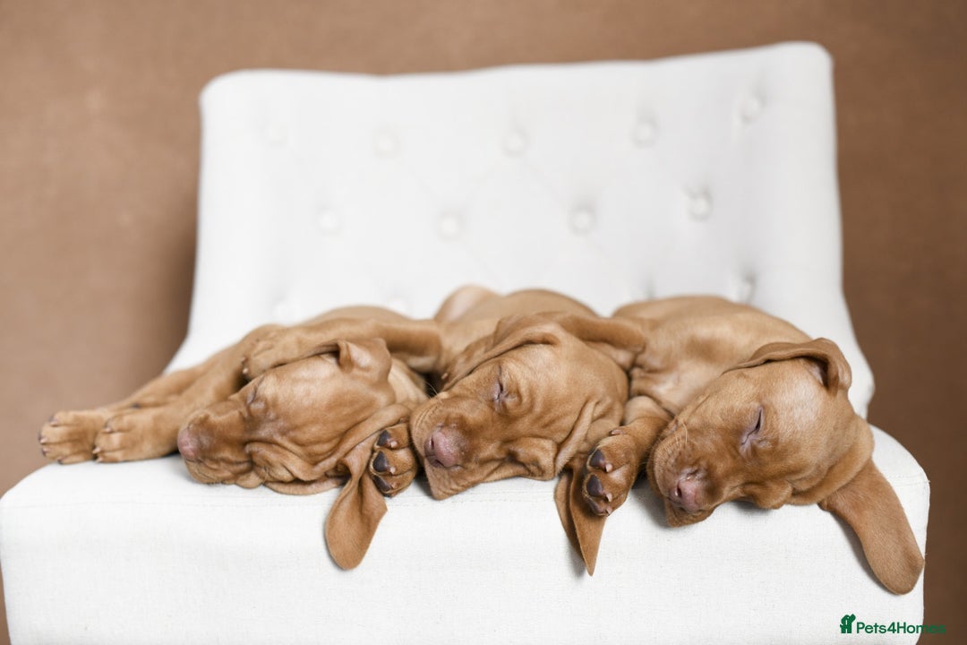 Hungarian Vizsla dogs for sale: Exceptional KC registered Hungarian Vizsla Litter - Image 23