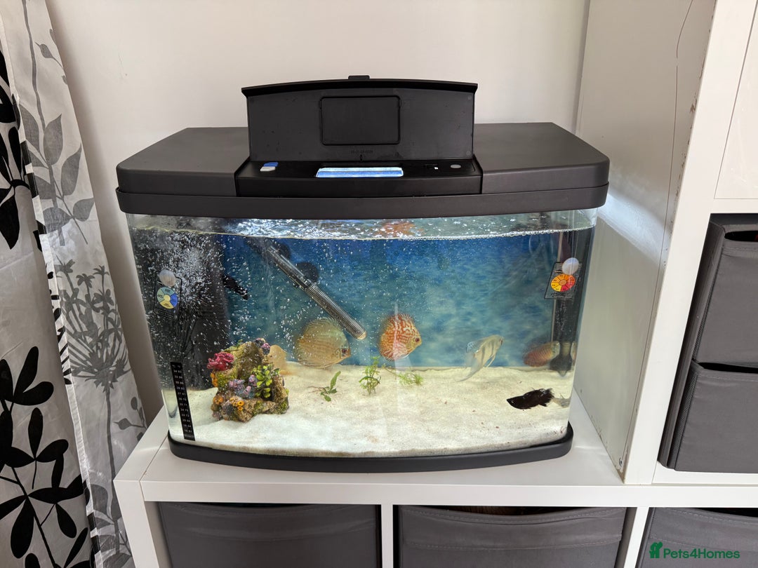 Discus fish for sale: 64L Tropical Fish Tank – Full Setup with Fish - Image 2