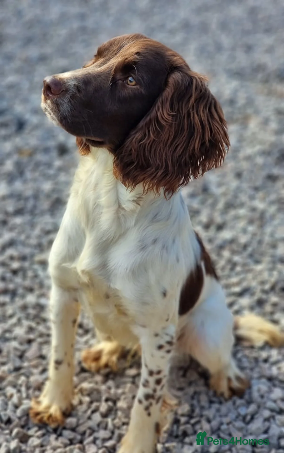 English Springer Spaniel dogs for stud: Springer Dog at Stud  in Alford - Advert 7