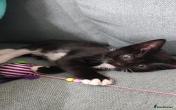 Mixed Breed cats for sale: Adorable kittens  - Image 9
